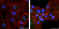 NR4A3 Rabbit anti-Mouse, Human, Polyclonal, MilliporeSigma 100 &mu;g;Unconjugated:Antibodies,